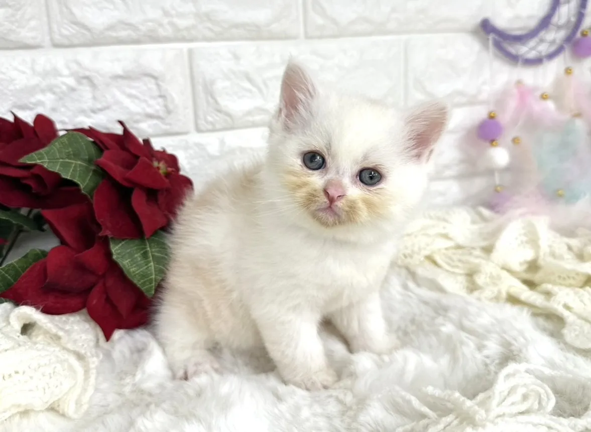 ★ミヌエット（足長）★オス★ No.3059