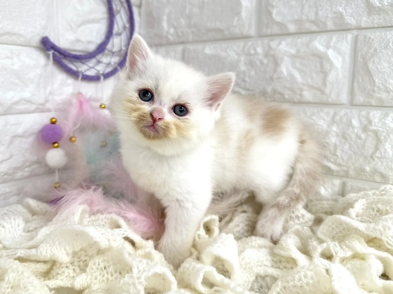 ★ミヌエット（足長）★オス★ No.3059