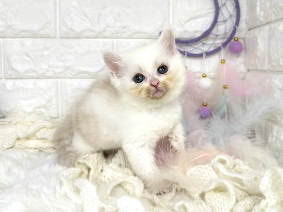 ★ミヌエット（足長）★オス★ No.3059