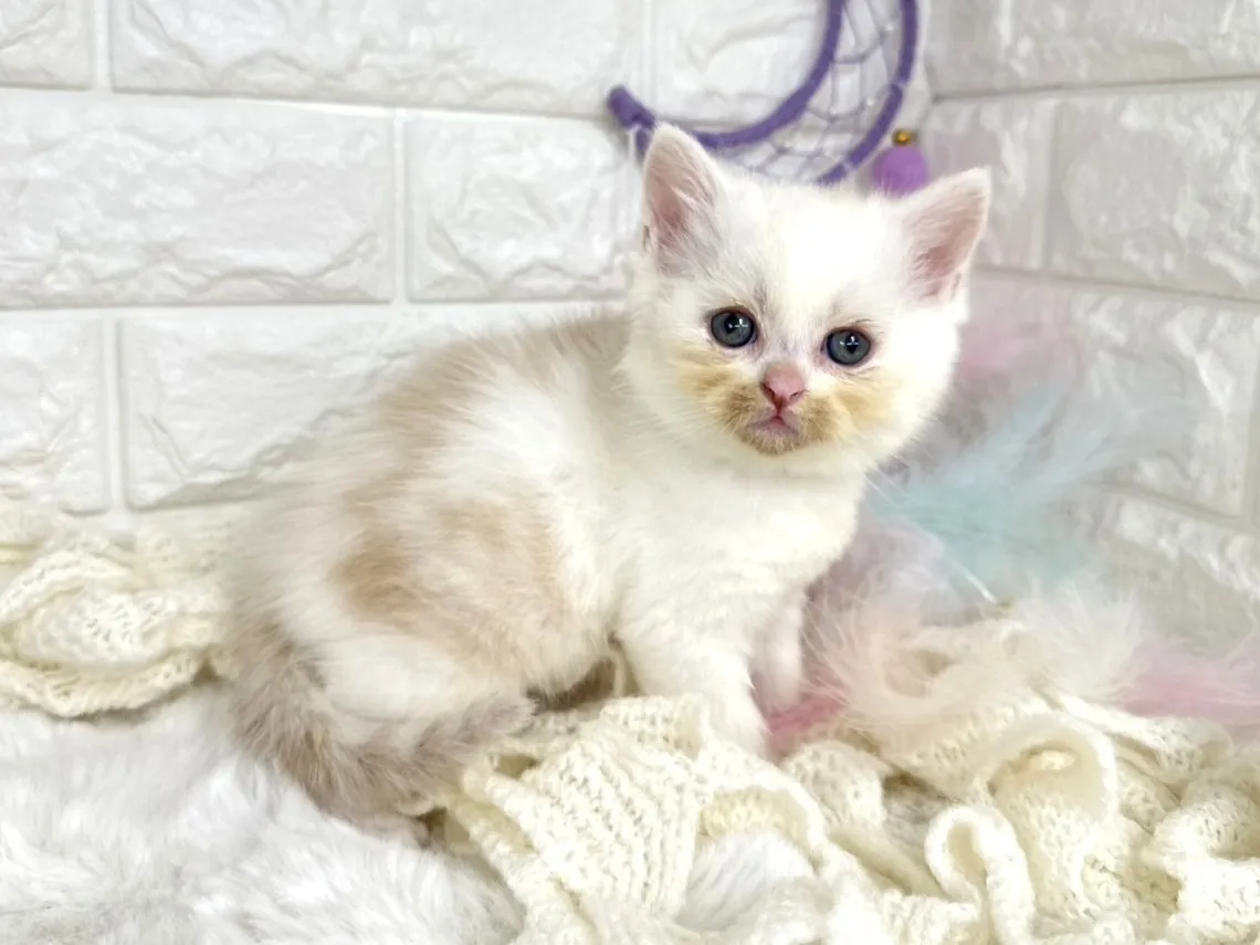 ★ミヌエット（足長）★オス★ No.3059