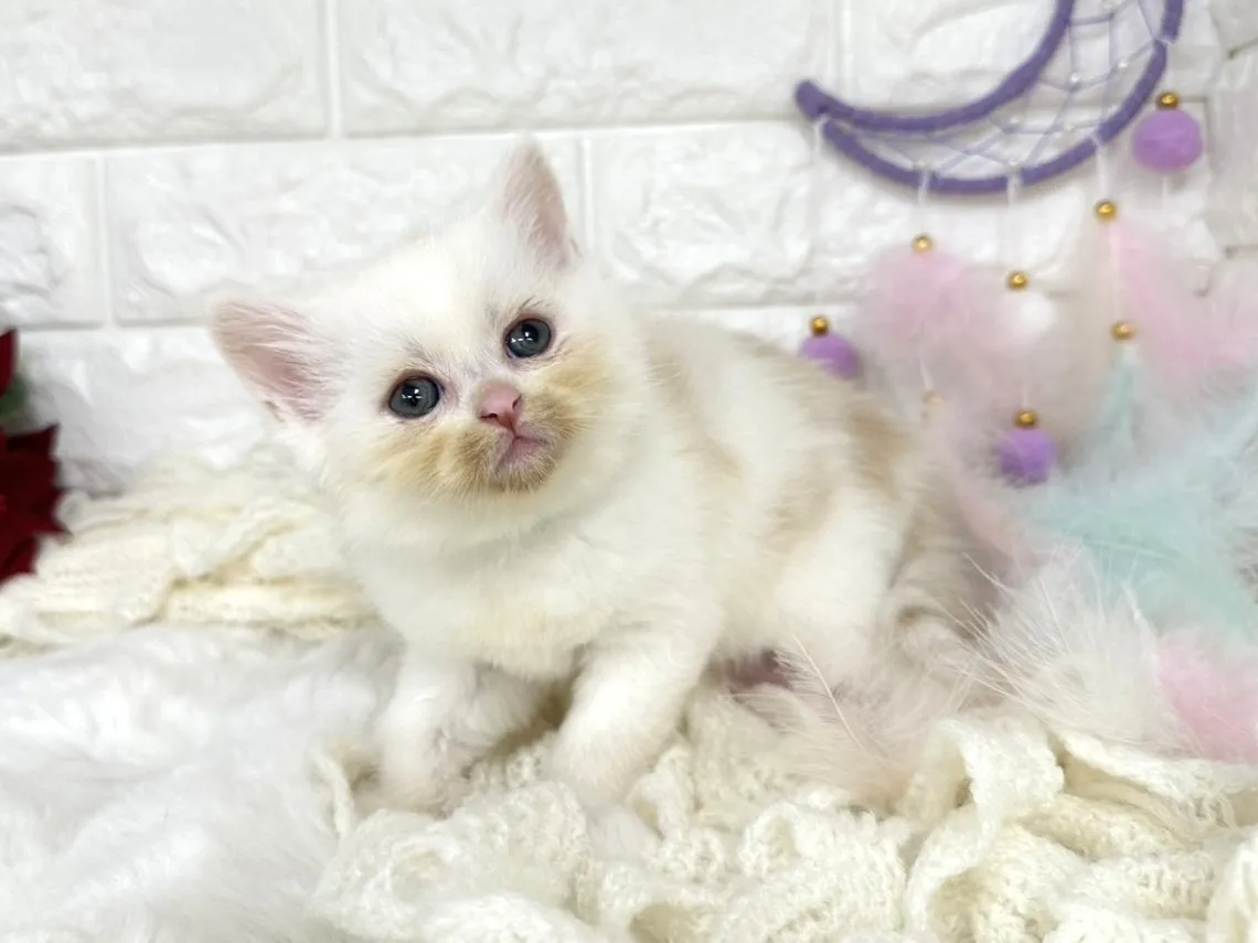 ★ミヌエット（足長）★オス★ No.3059