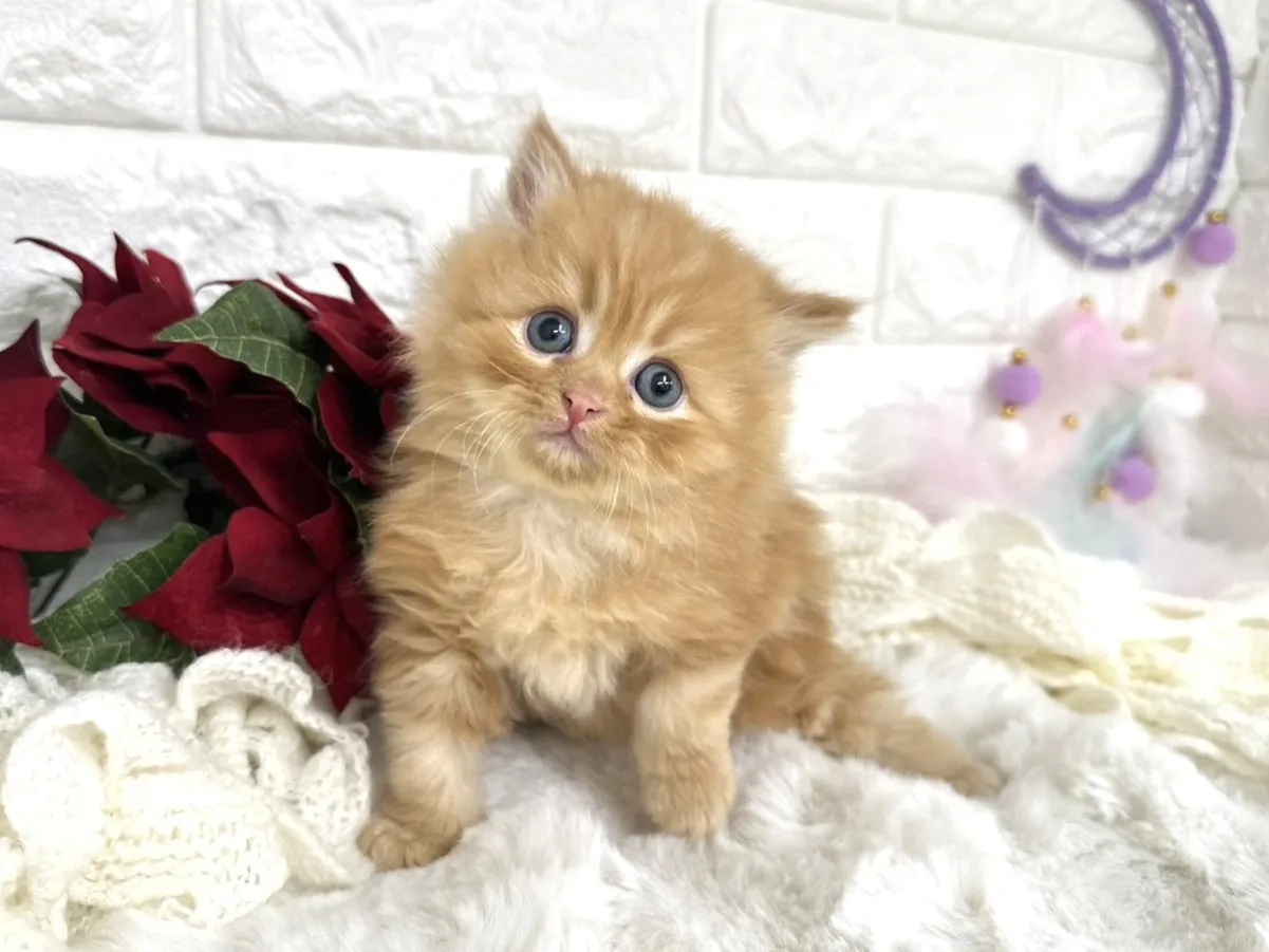 ★ミヌエット（足長）★オス★ No.3058