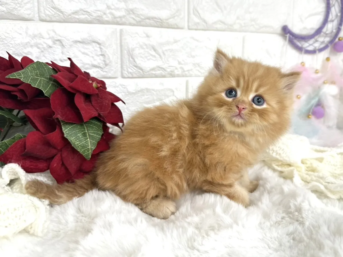 ★ミヌエット（足長）★オス★ No.3058