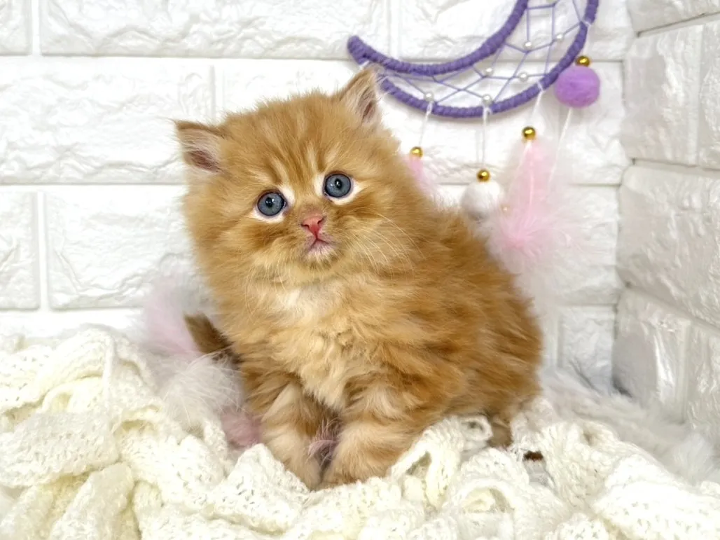 ★ミヌエット（足長）★オス★ No.3058