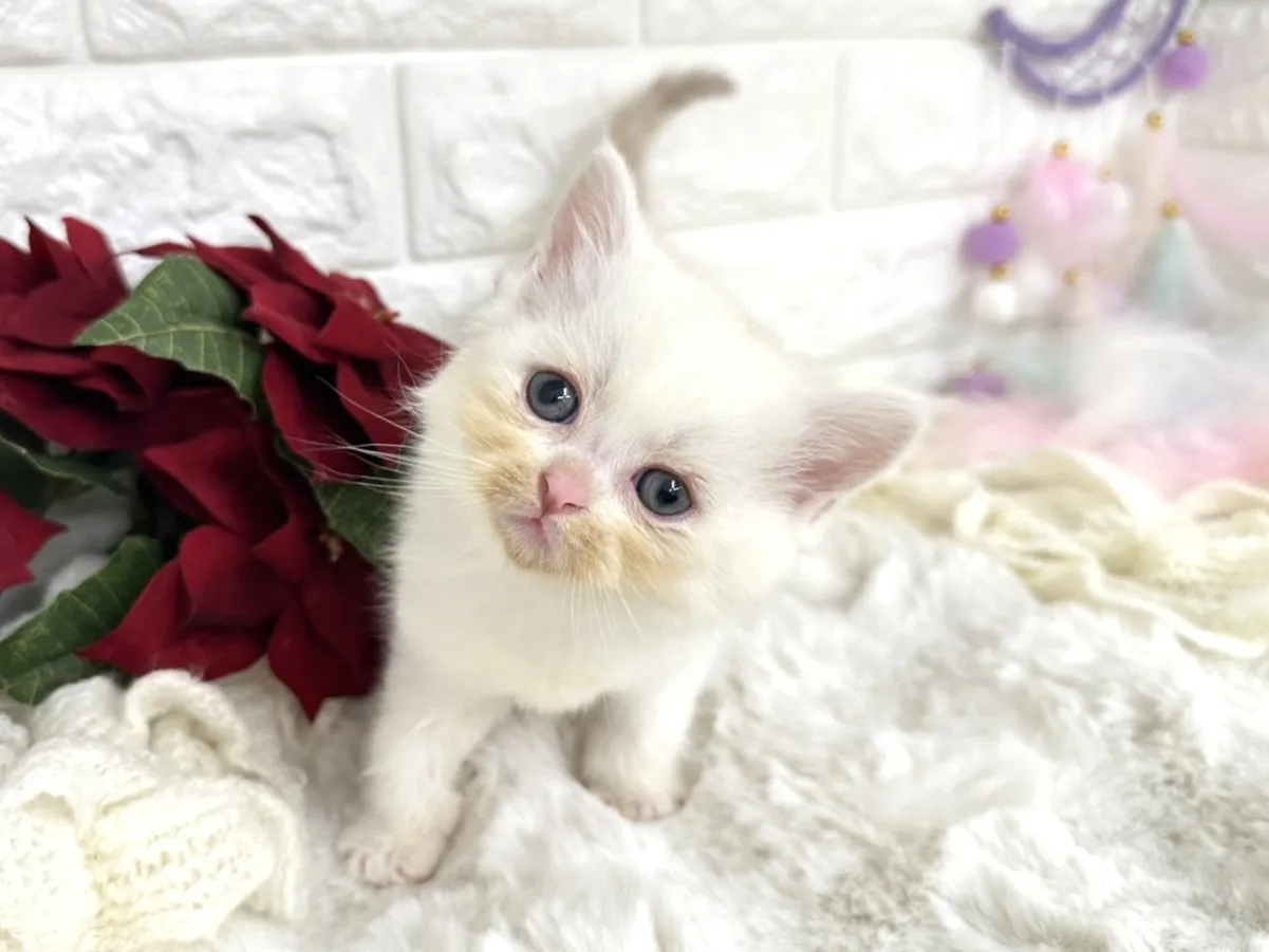 ★ミヌエット（足長）★オス★ No.3059