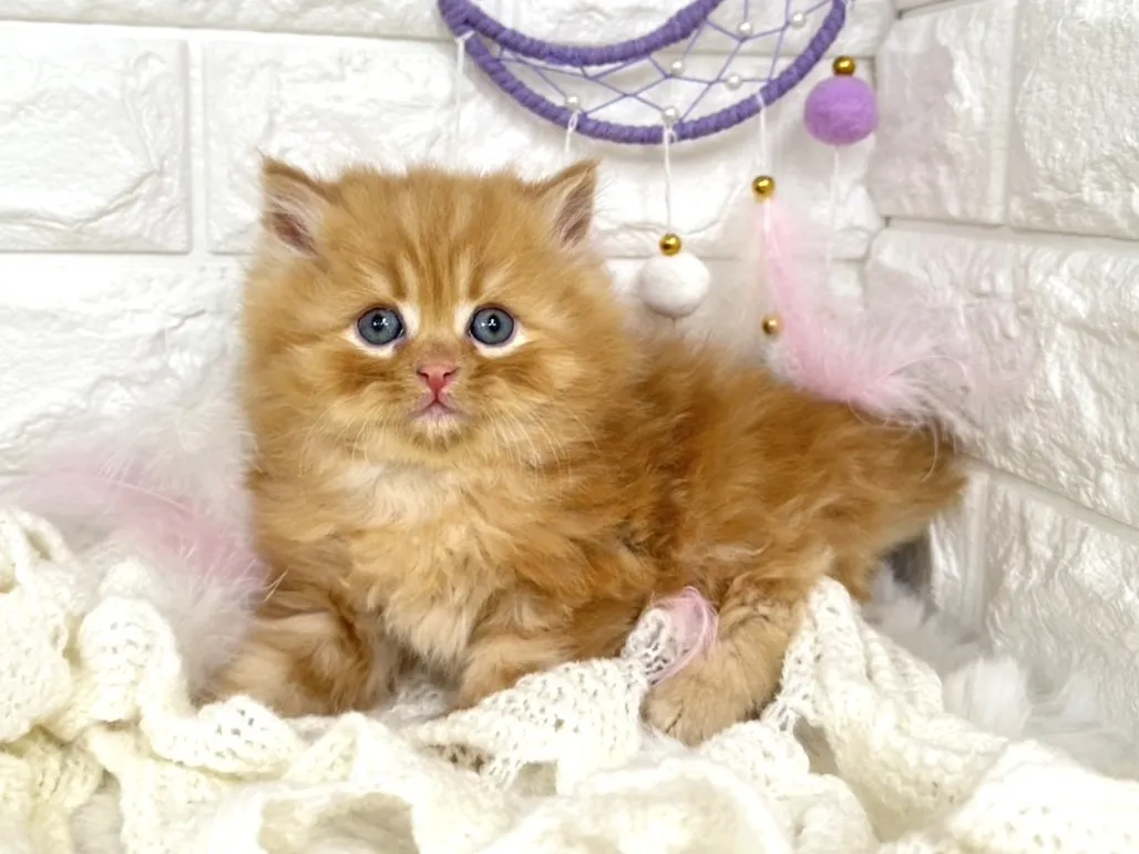 ★ミヌエット（足長）★オス★ No.3058