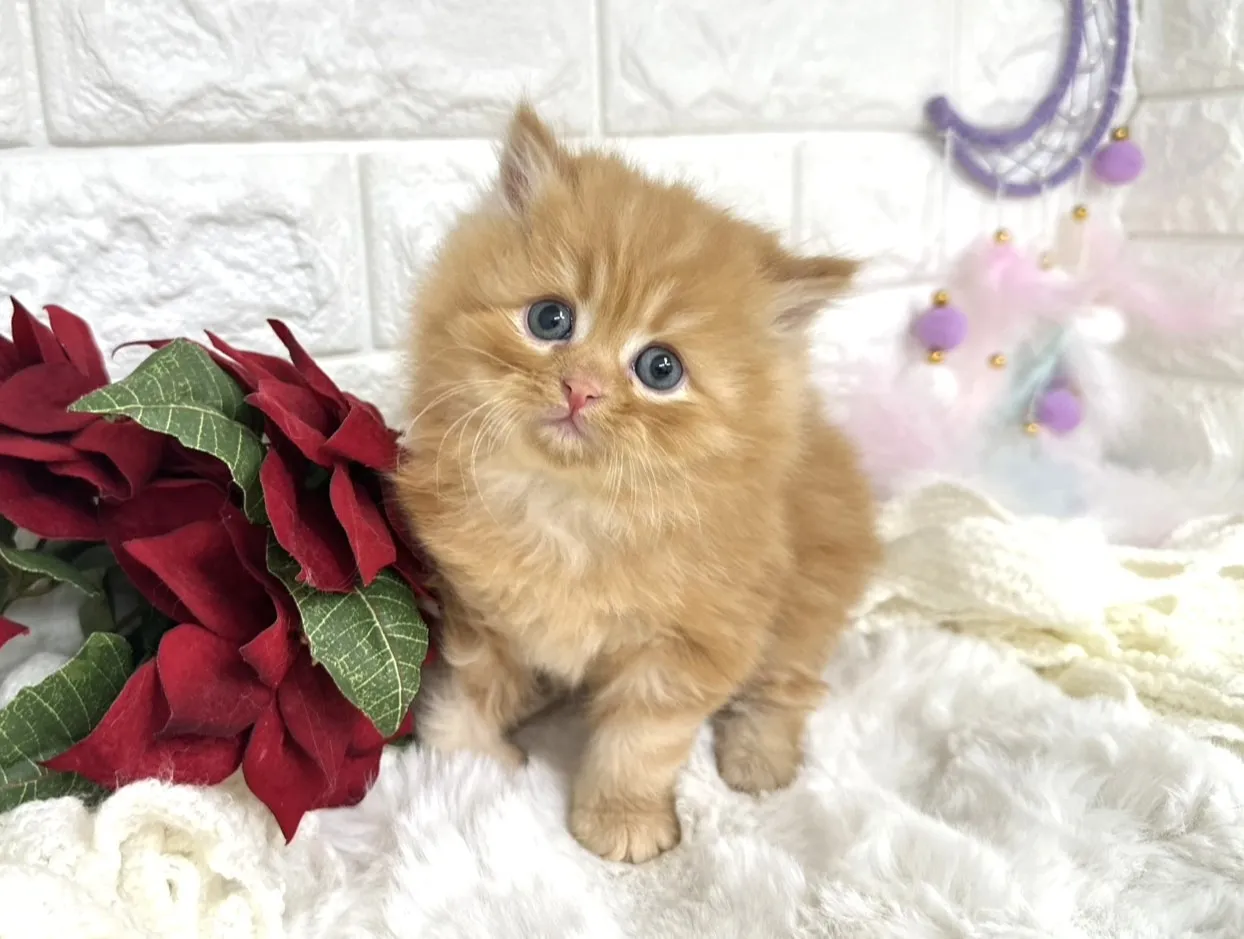 ★ミヌエット（足長）★オス★ No.3058