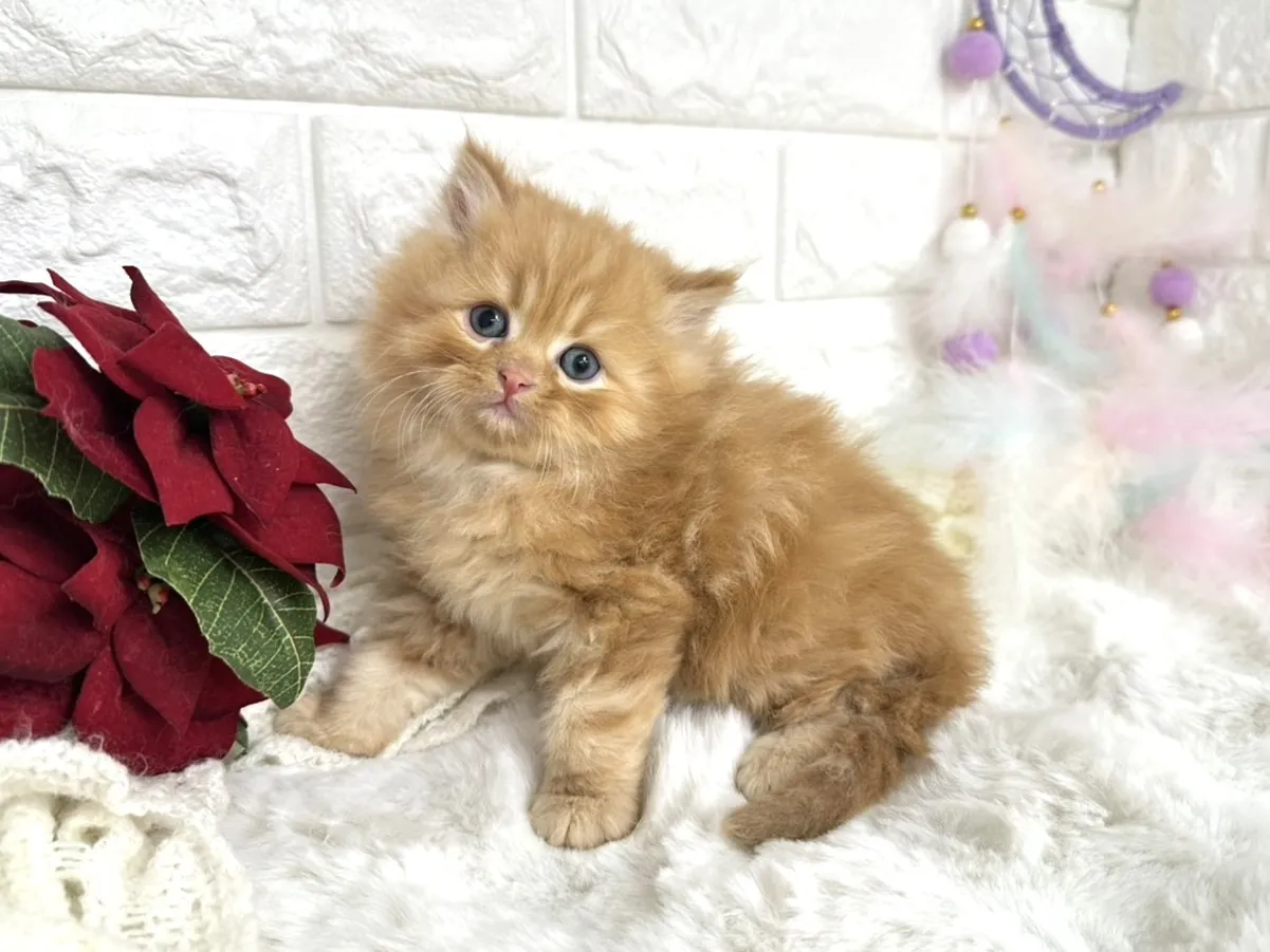 ★ミヌエット（足長）★オス★ No.3058