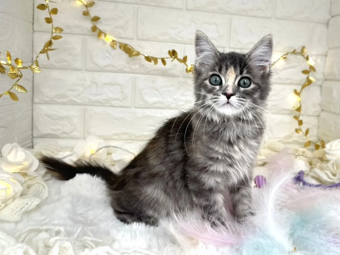 売約済★サイベリアン★メス★ No.3038