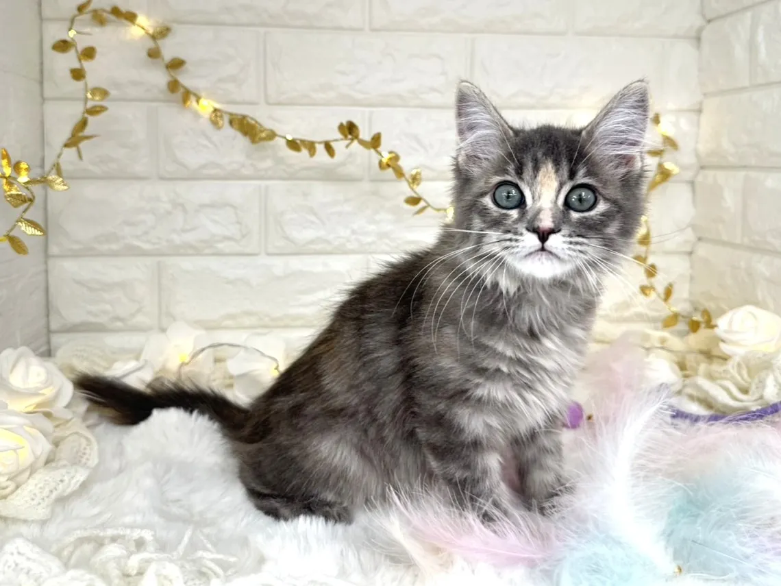 売約済★サイベリアン★メス★ No.3038