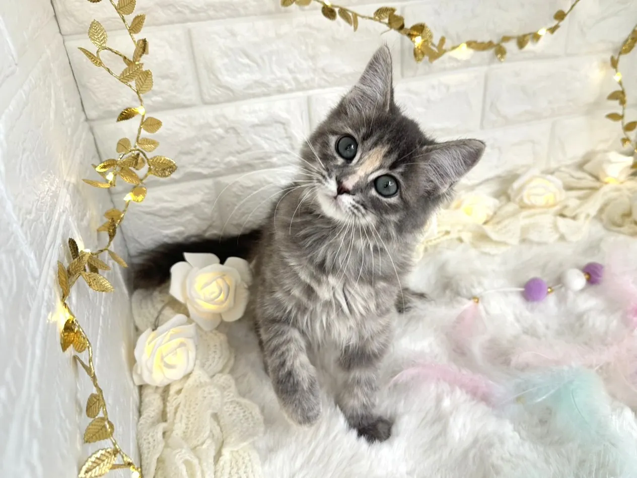 売約済★サイベリアン★メス★ No.3038