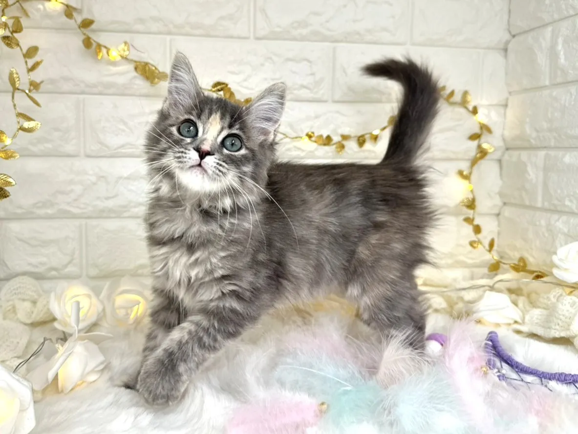 売約済★サイベリアン★メス★ No.3038