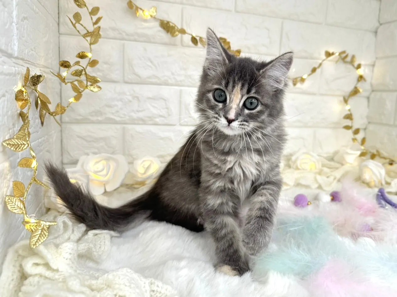 売約済★サイベリアン★メス★ No.3038