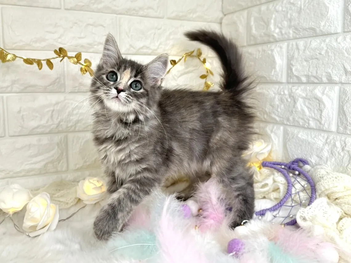 売約済★サイベリアン★メス★ No.3038