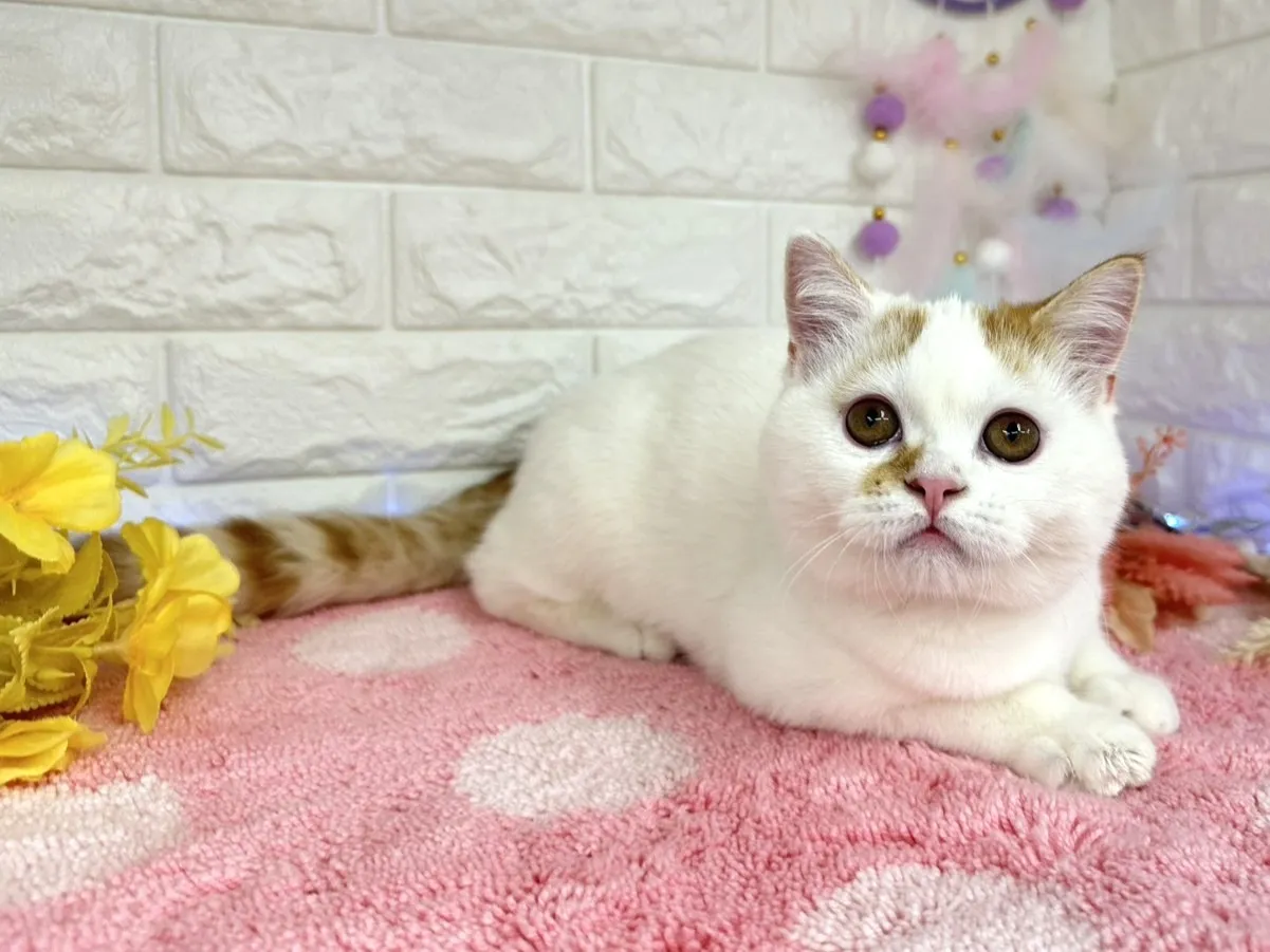 ★ミヌエット（足長）★オス★ No.3002