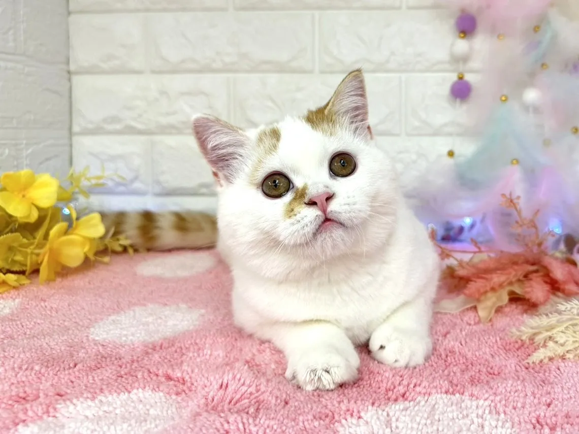 ★ミヌエット（足長）★オス★ No.3002