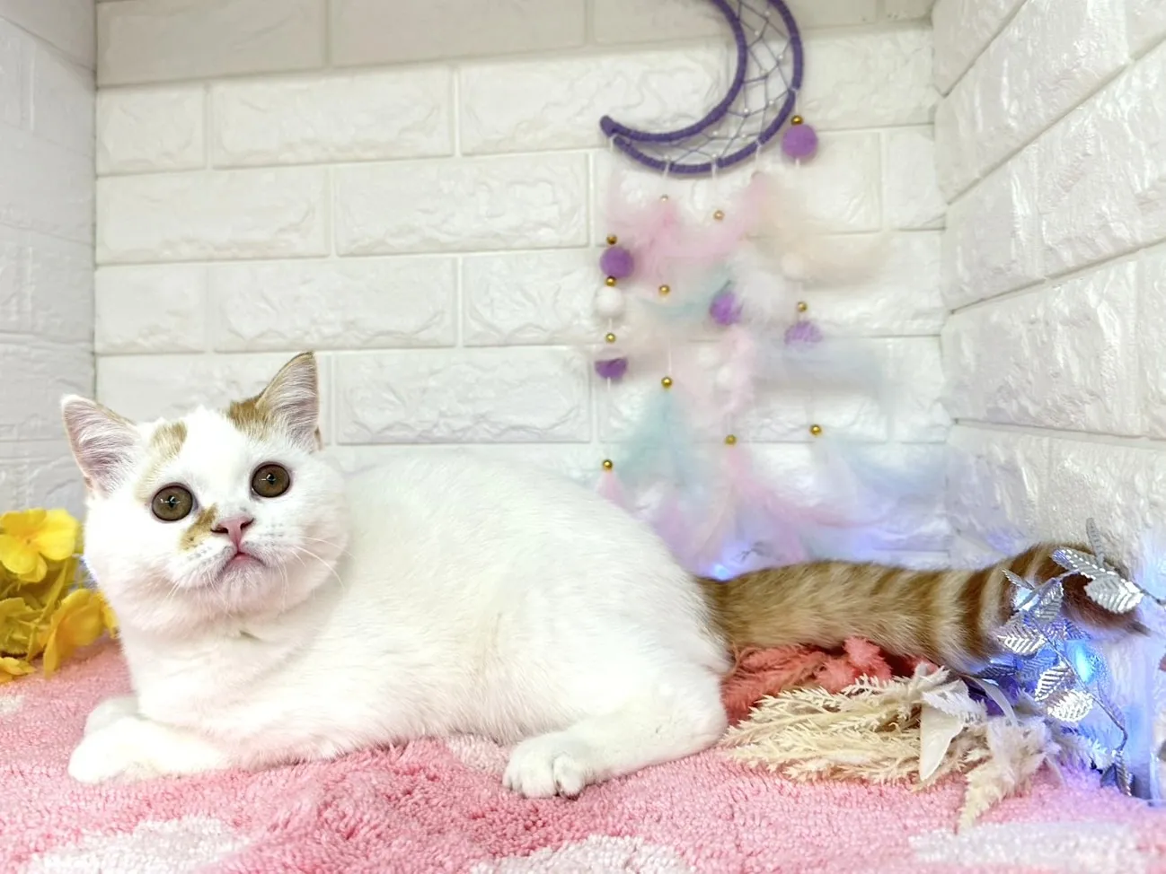 ★ミヌエット（足長）★オス★ No.3002