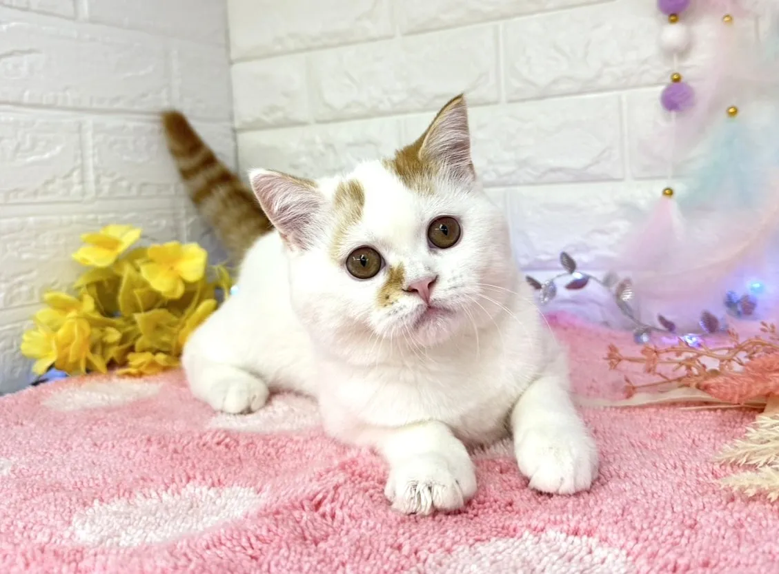 ★ミヌエット（足長）★オス★ No.3002