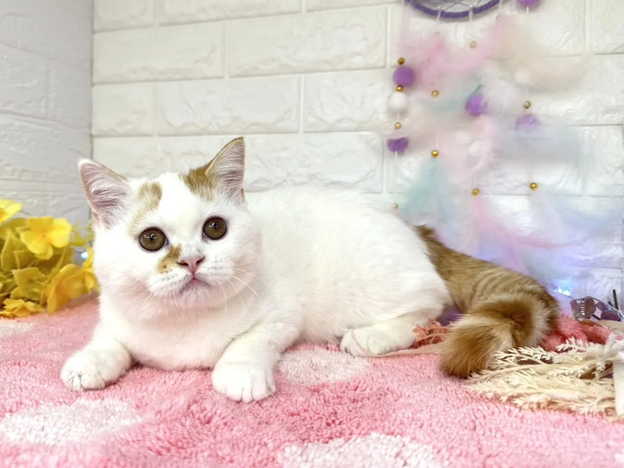 ★ミヌエット（足長）★オス★ No.3002