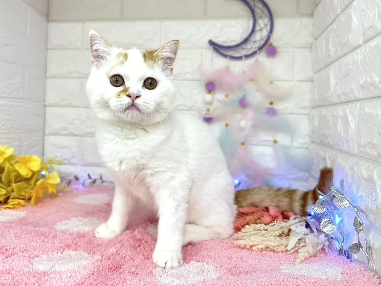 ★ミヌエット（足長）★オス★ No.3002