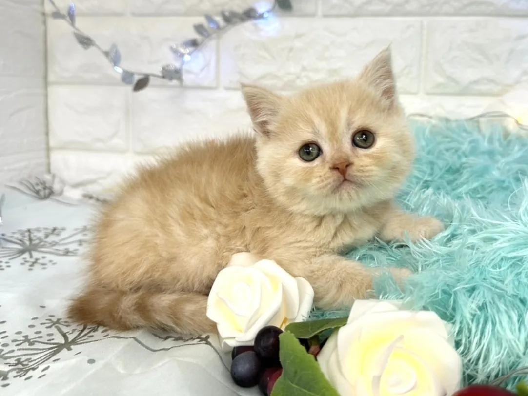 ★ミヌエット（足長）★オス★ No.3061