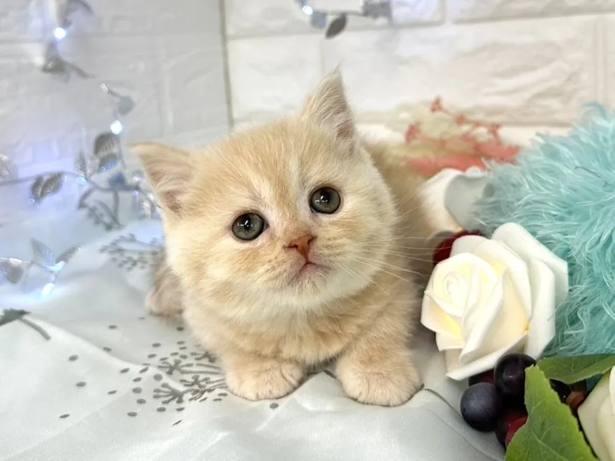 ★ミヌエット（足長）★オス★ No.3061