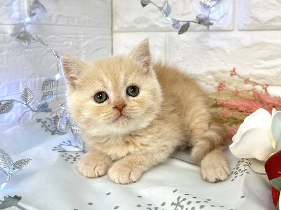 ★ミヌエット（足長）★オス★ No.3061