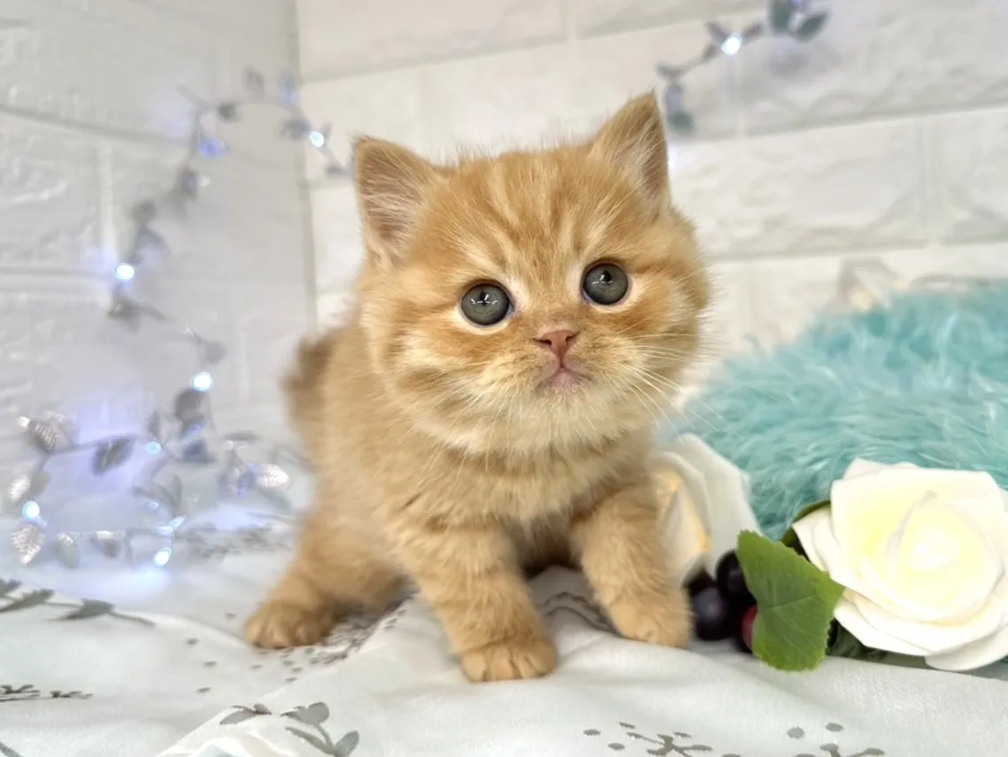 ★ミヌエット（足長）★オス★ No.3060