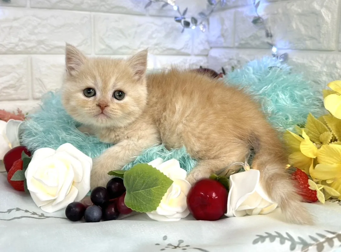 ★ミヌエット（足長）★オス★ No.3061