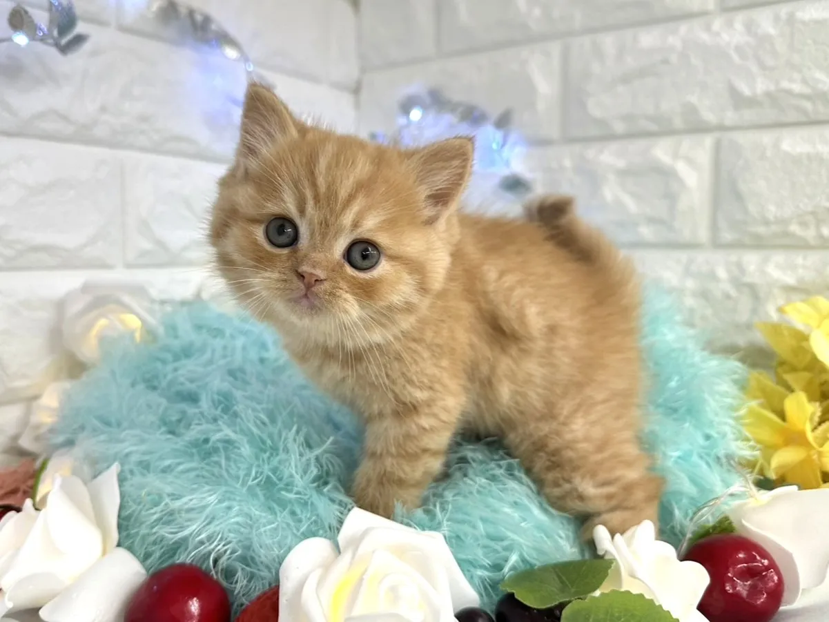 ★ミヌエット（足長）★オス★ No.3060