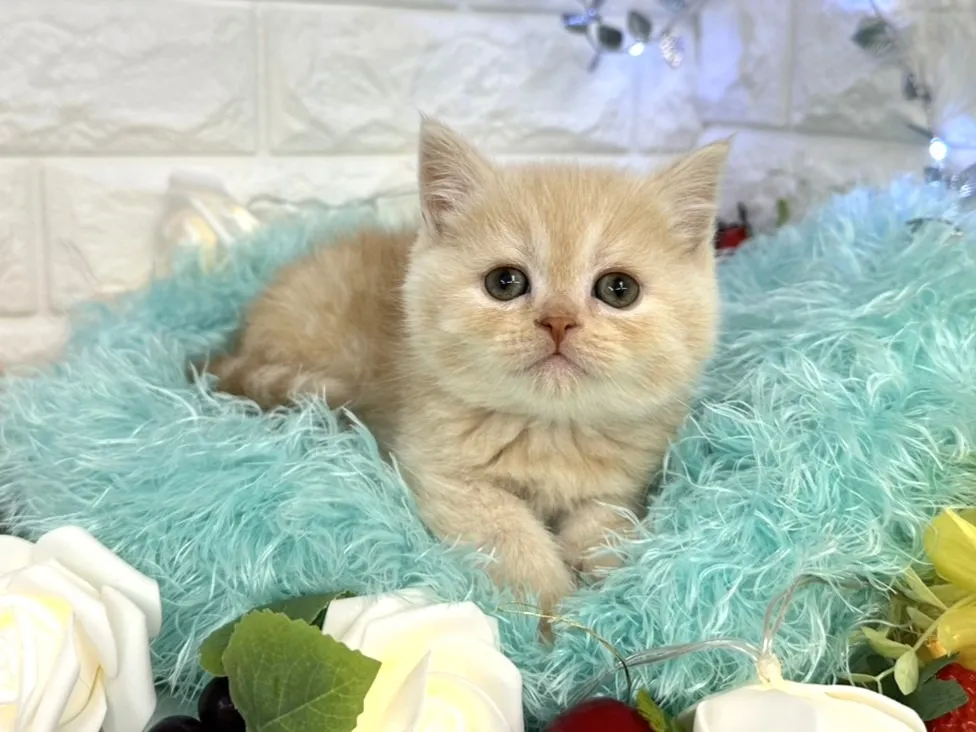 ★ミヌエット（足長）★オス★ No.3061