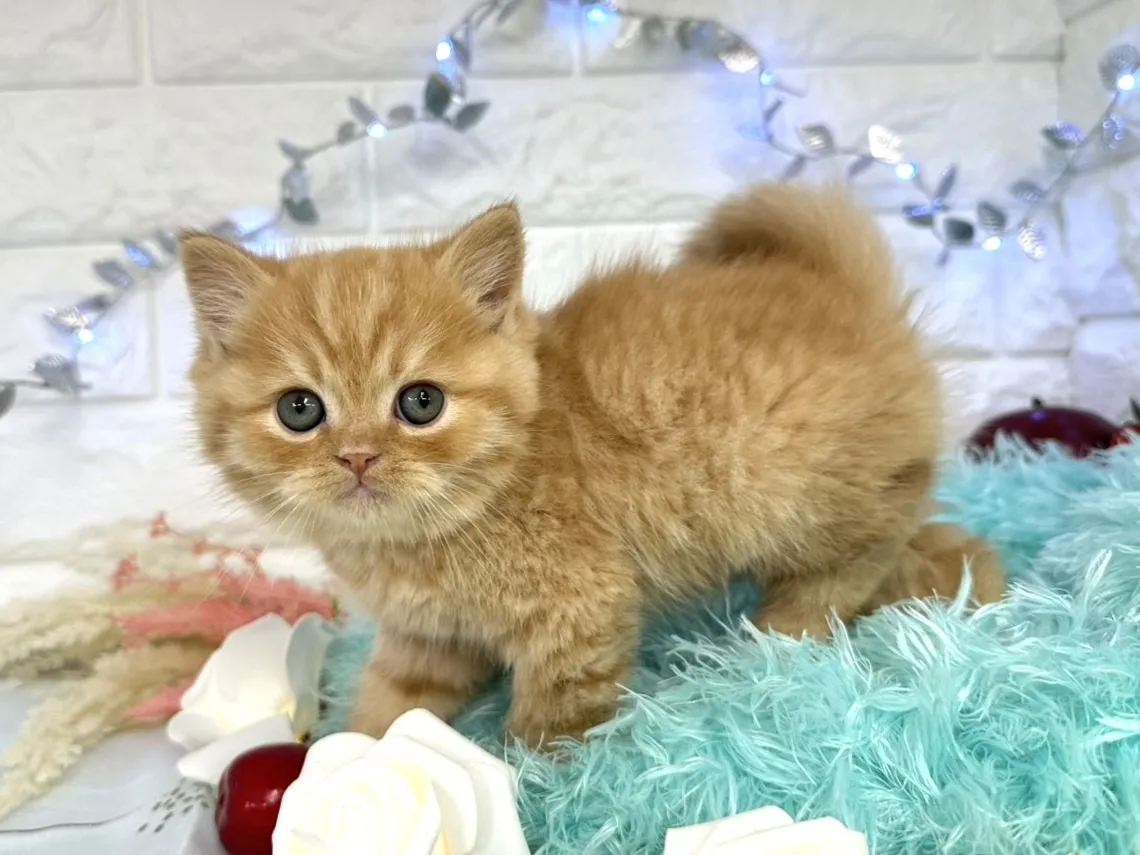 ★ミヌエット（足長）★オス★ No.3060