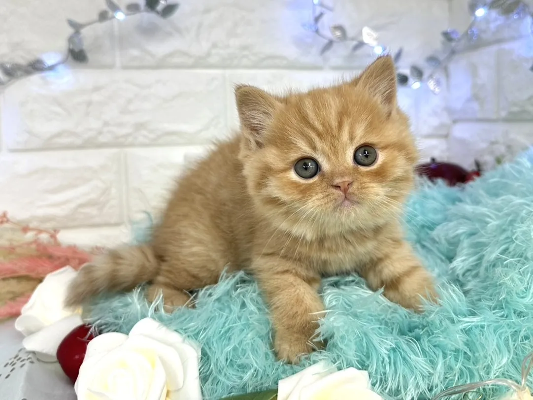 ★ミヌエット（足長）★オス★ No.3060