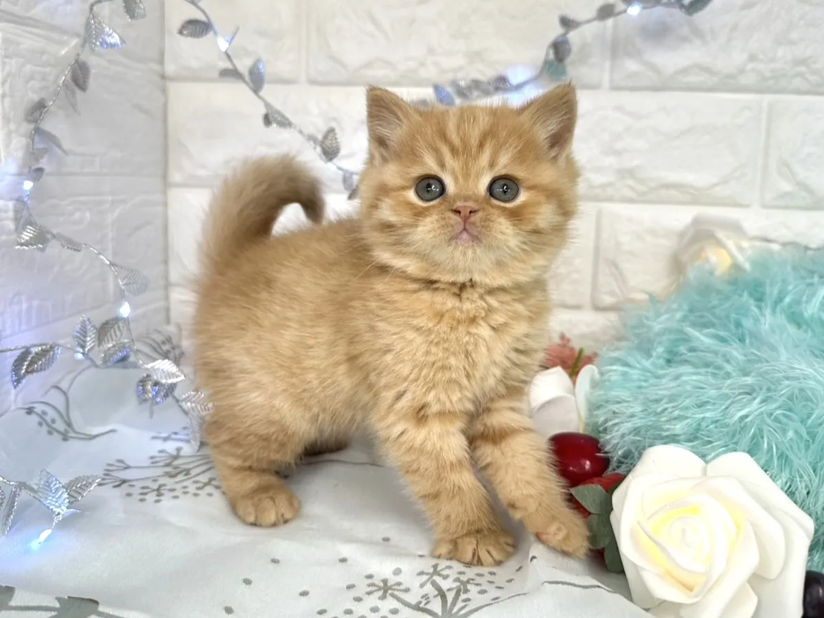 ★ミヌエット（足長）★オス★ No.3060