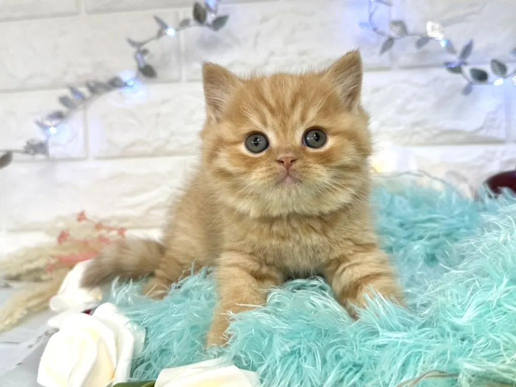 ★ミヌエット（足長）★オス★ No.3060