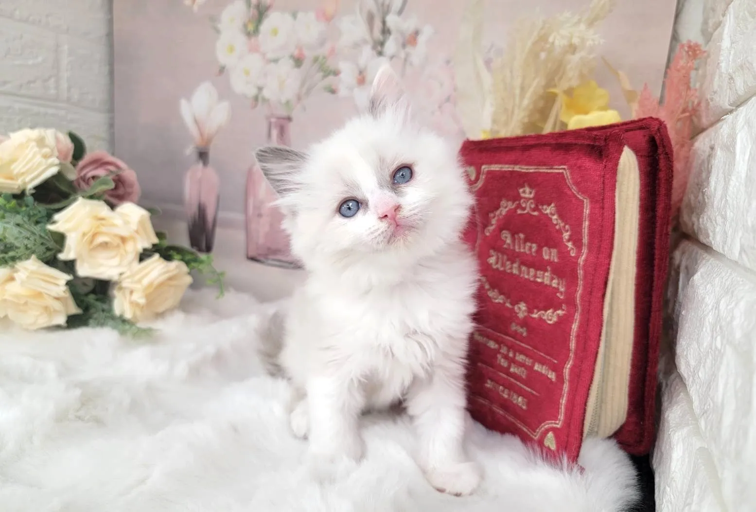 ★MIX  ラグドール×サイベリアン★メス★ No.3062