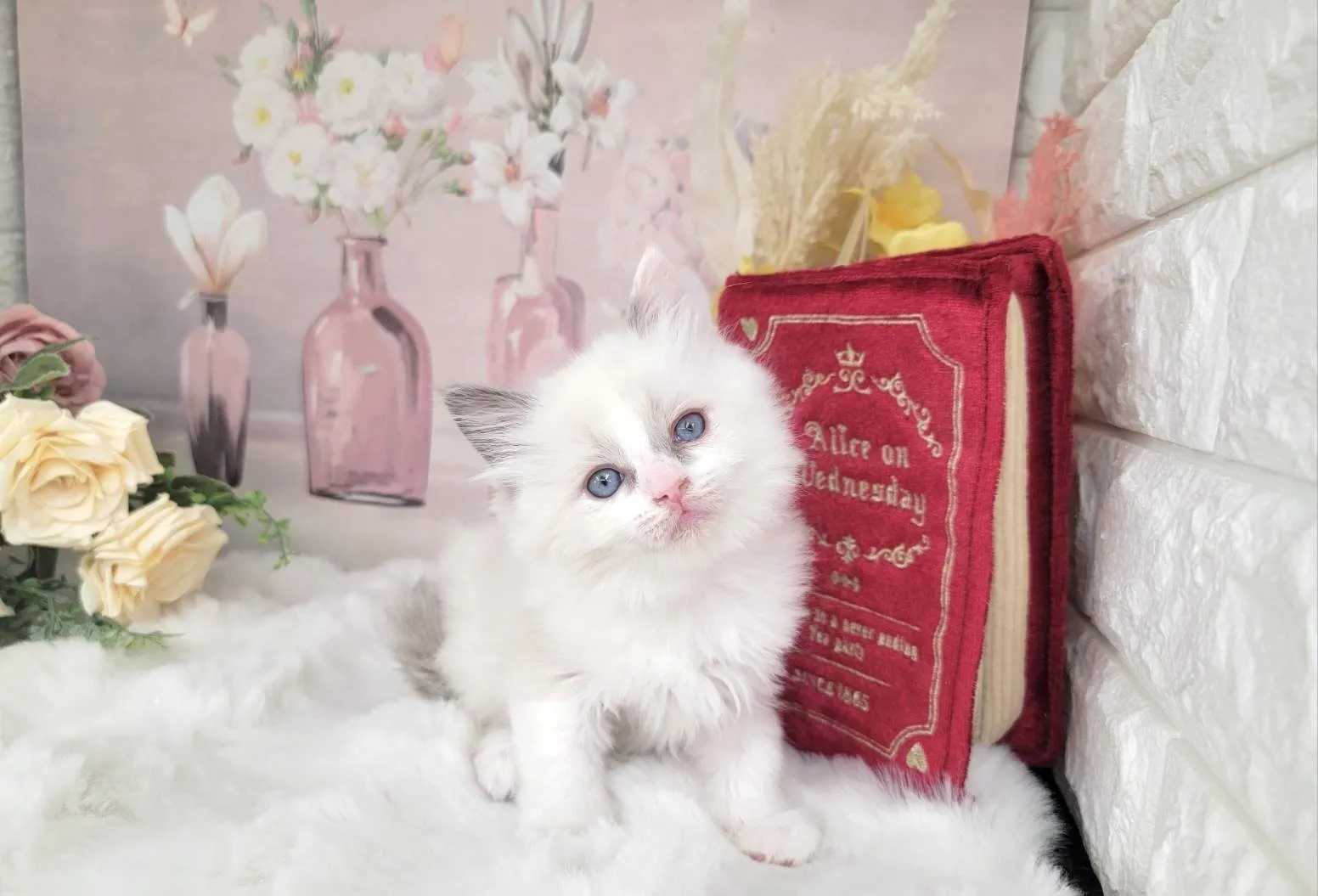 ★MIX  ラグドール×サイベリアン★メス★ No.3062