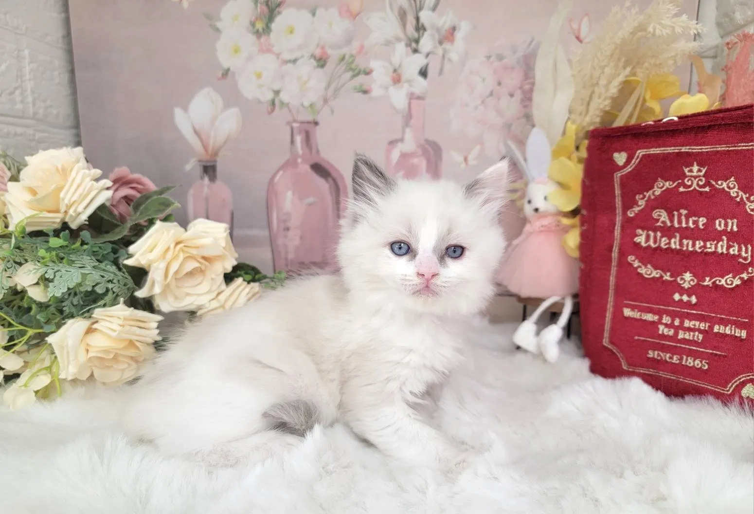 ★MIX  ラグドール×サイベリアン★メス★ No.3062