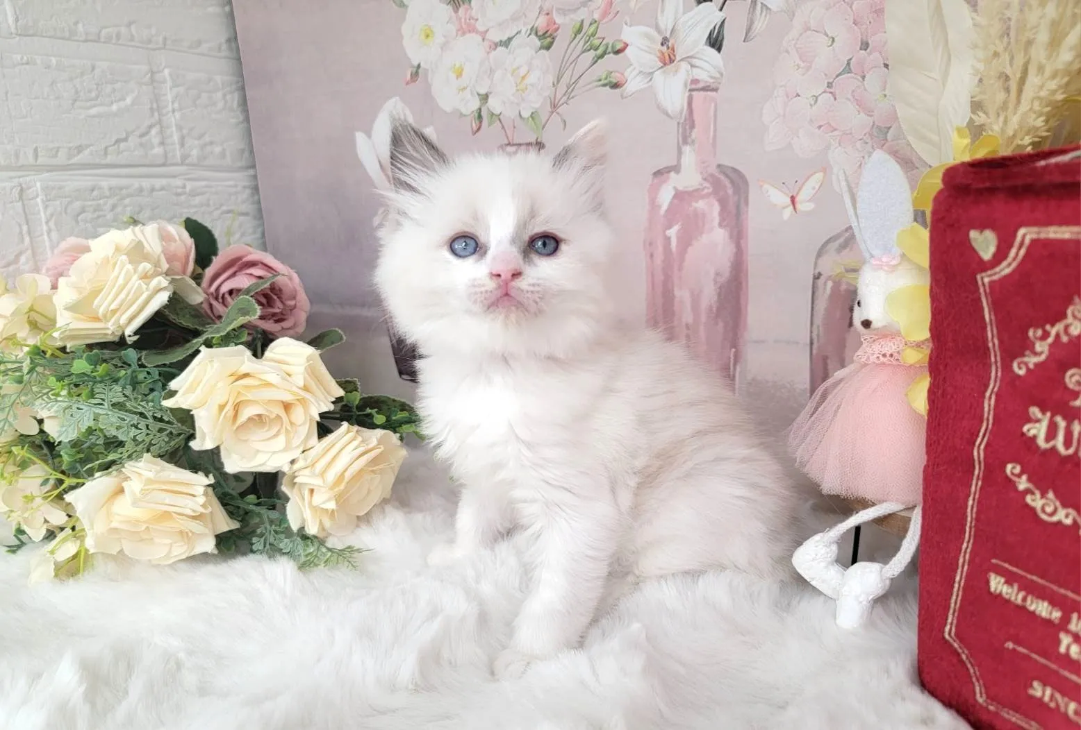 ★MIX  ラグドール×サイベリアン★メス★ No.3062