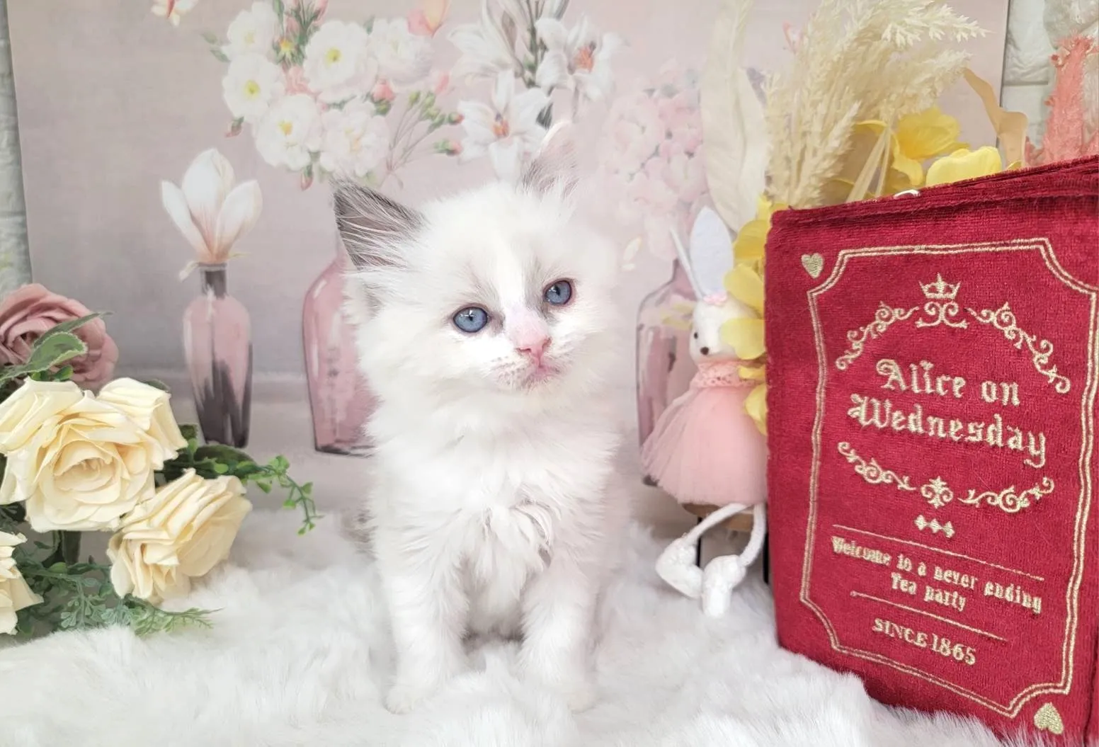 ★MIX  ラグドール×サイベリアン★メス★ No.3062