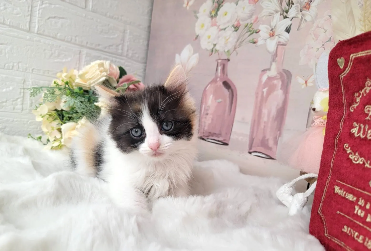 ★MIX  ラグドール×サイベリアン★メス★ No.3063