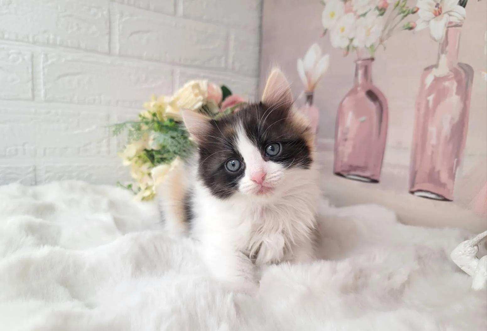 ★MIX  ラグドール×サイベリアン★メス★ No.3063