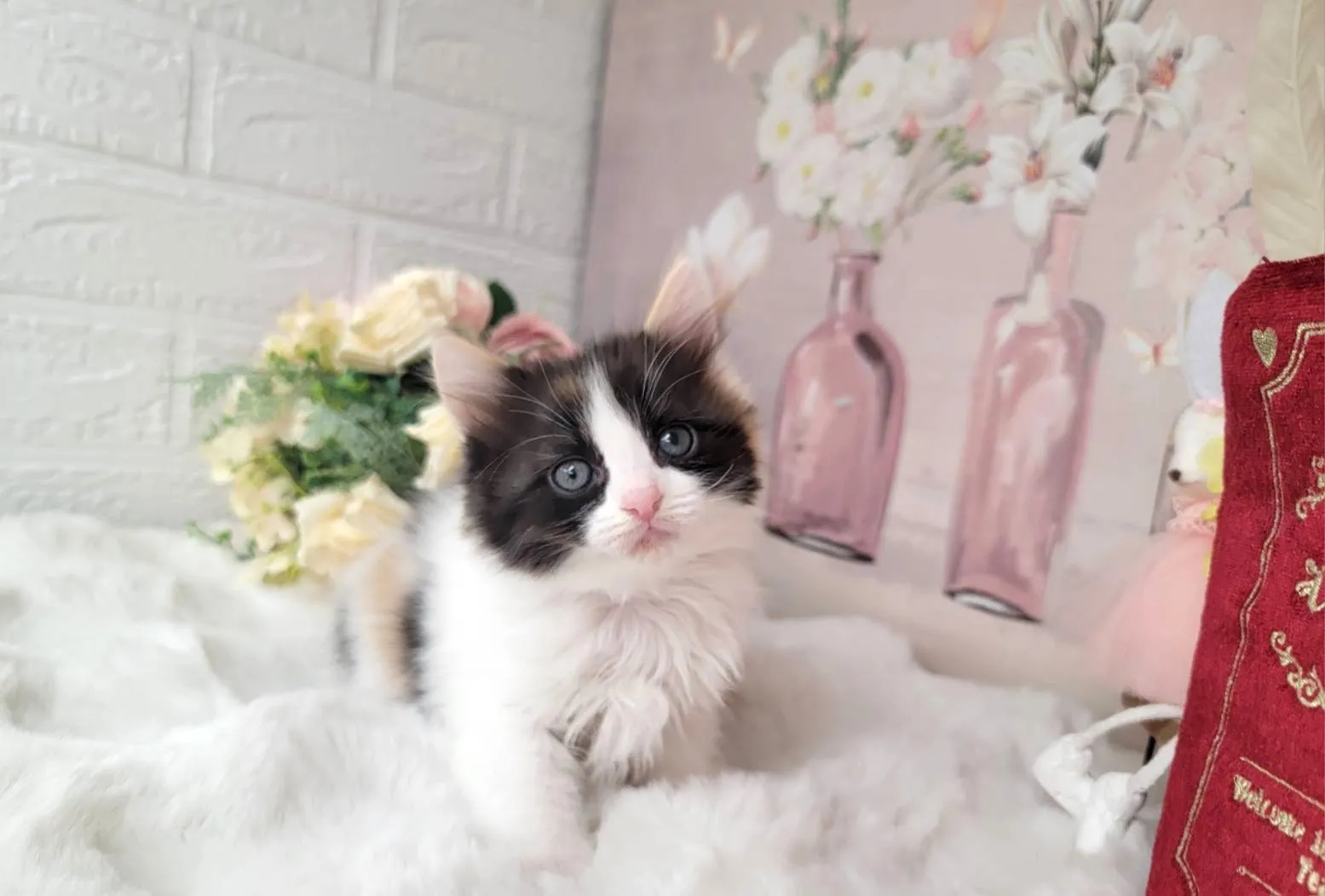 ★MIX  ラグドール×サイベリアン★メス★ No.3063