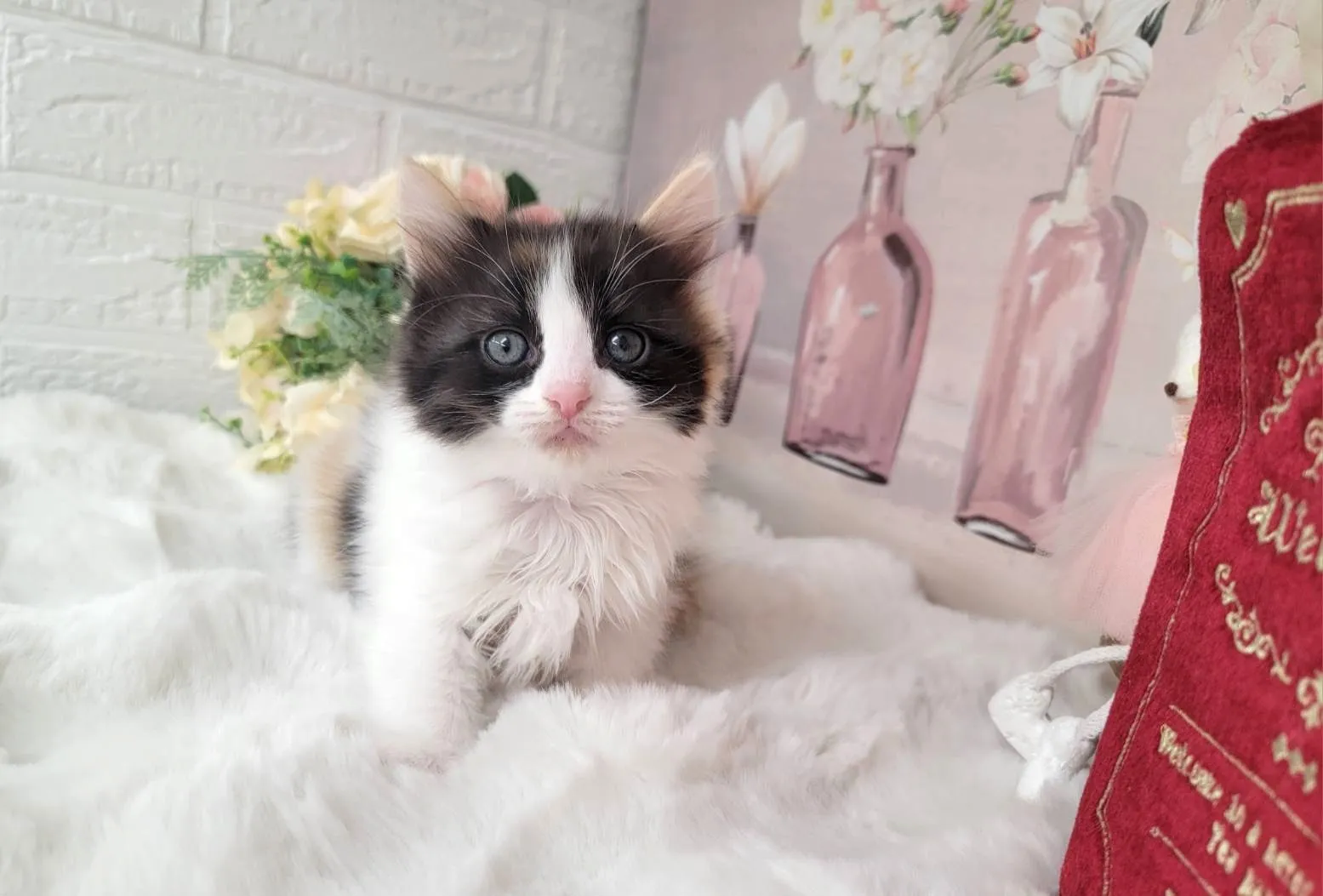 ★MIX  ラグドール×サイベリアン★メス★ No.3063