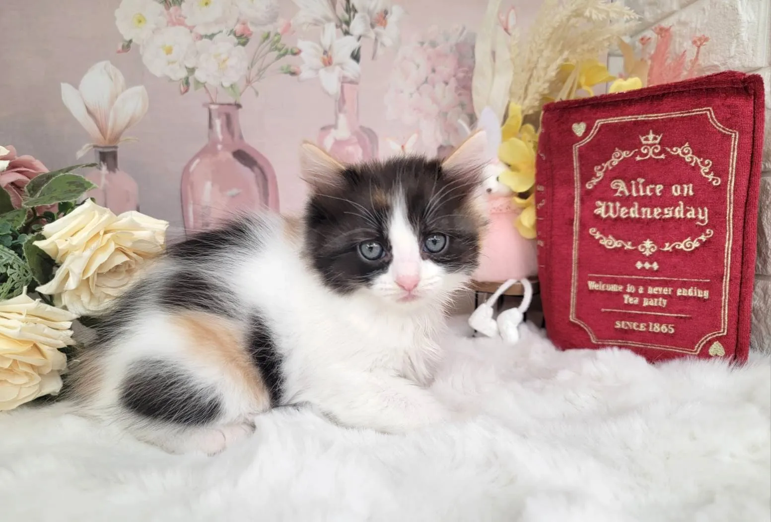 ★MIX  ラグドール×サイベリアン★メス★ No.3063