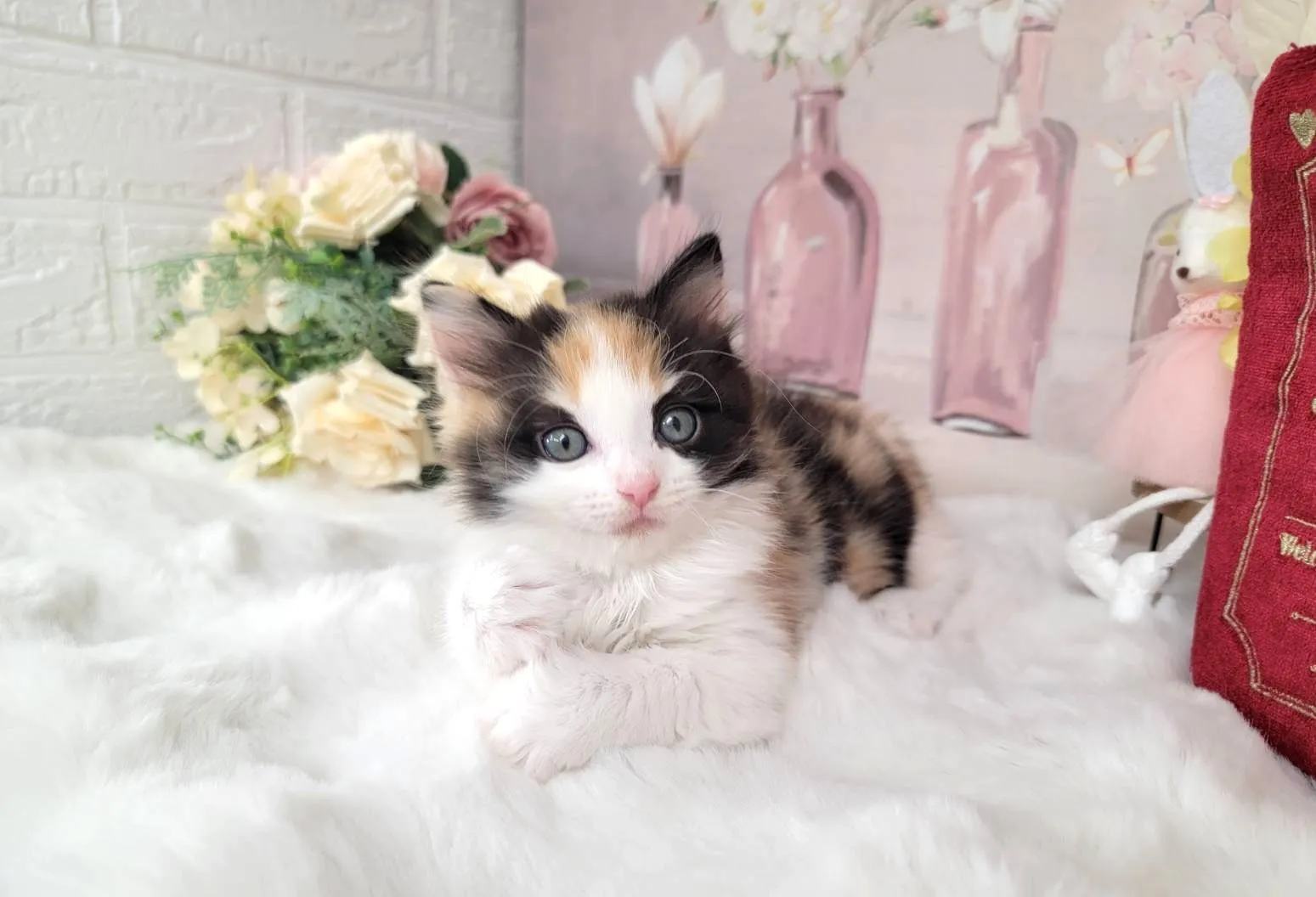 ★MIX  ラグドール×サイベリアン★メス★ No.3064