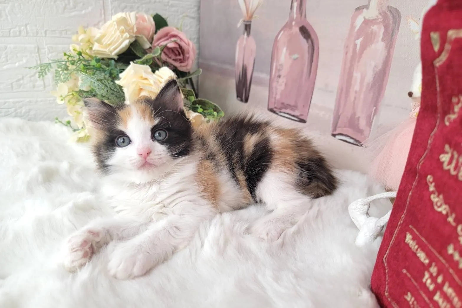 ★MIX  ラグドール×サイベリアン★メス★ No.3064