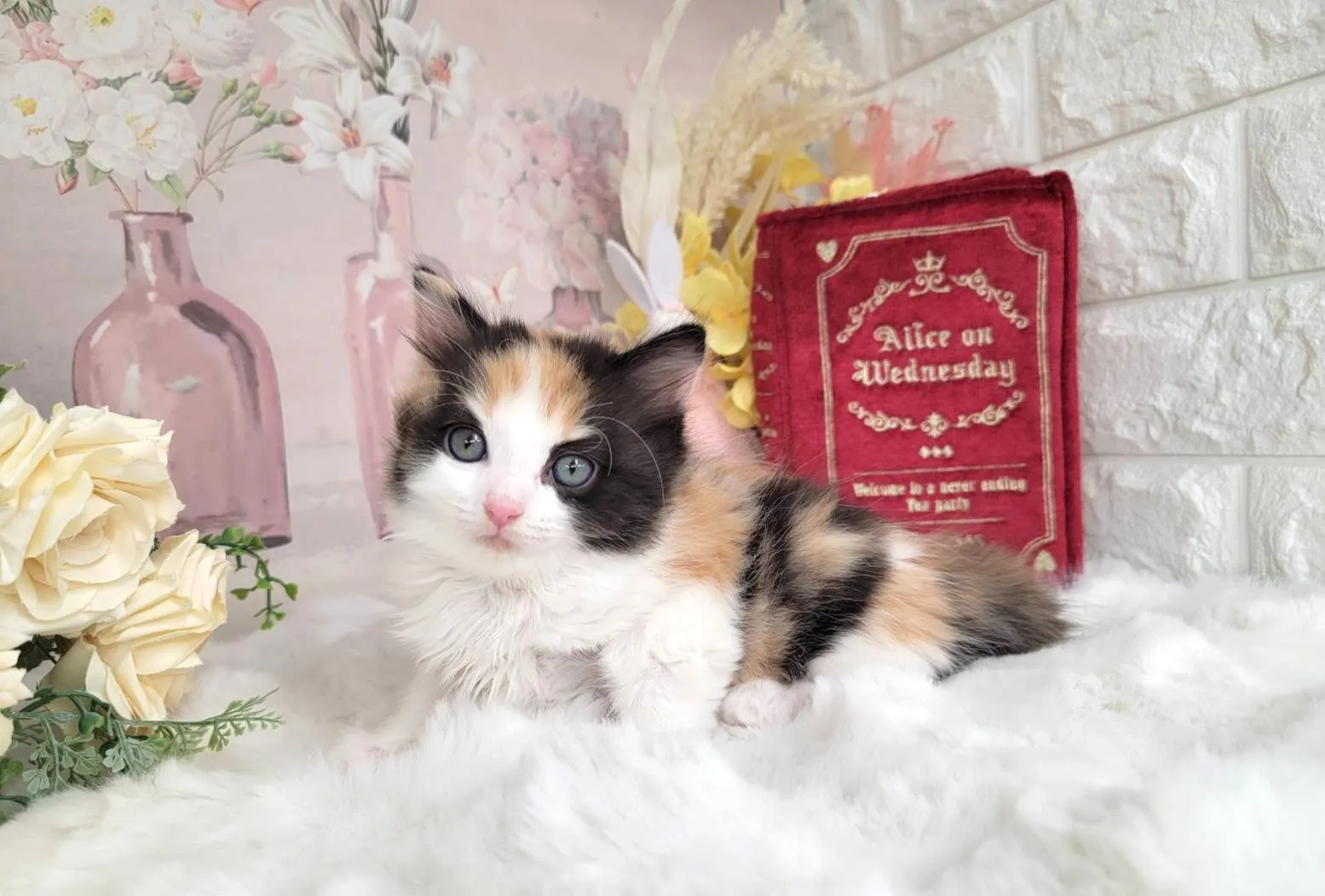 ★MIX  ラグドール×サイベリアン★メス★ No.3064