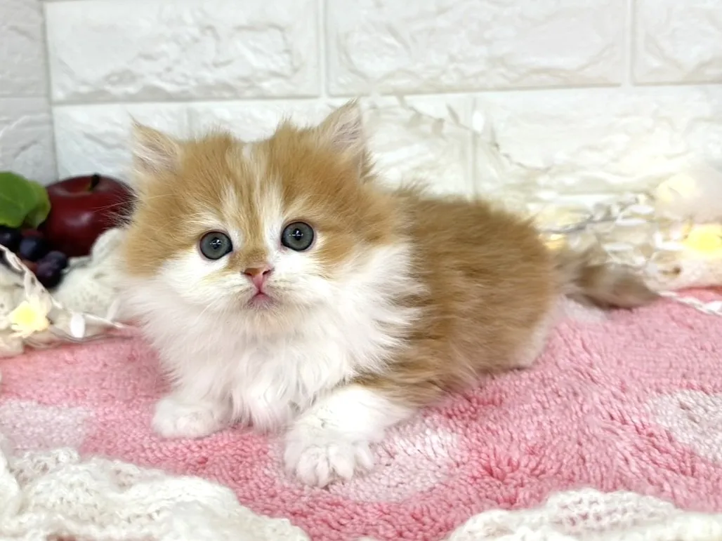 ★ミヌエット（足長）★オス★ No.3065