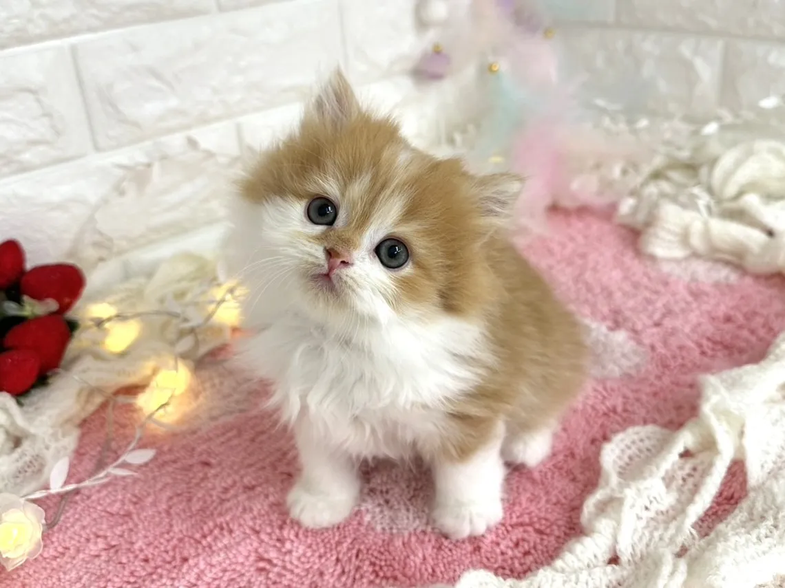 ★ミヌエット（足長）★オス★ No.3065